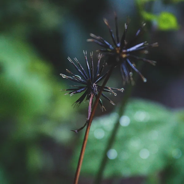 买球网捕鱼游戏